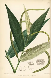 Piper Prints: Matico or spiked pepper, Piper aduncum