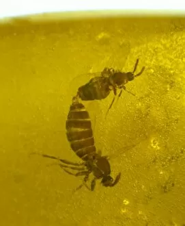 Andrew Ross Gallery: Mating scavenger flies in amber