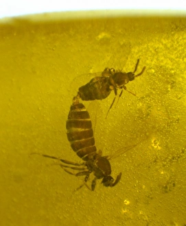 Andrew Ross Gallery: Mating scavenger flies in amber