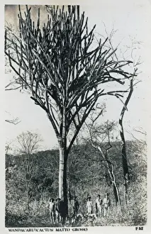 Mato Grosso - Giant Cactus