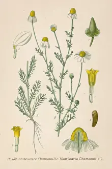 Revised Prints: Matricaria Chamomilla