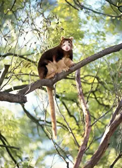 Tails Prints: Matschies Tree Kangaroo