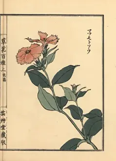 Matsumoto sou or Siebold catchfly, Lychnis sieboldii