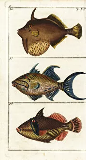Encyclopedia Gallery: Matted filefish, queen triggerfish and white