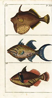 Encyclopedia Gallery: Matted filefish, queen triggerfish and white
