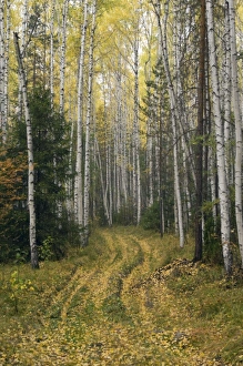 Images Dated 23rd September 2010: Mature Birch Forest in autumn fall colours - conifers