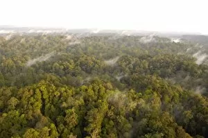 Aerials Gallery: Mature rainforest at dawn, a view from a helicopter