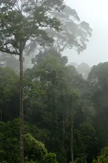 Conservation Prints: Mature rainforest in the mist at dawn, river Danum