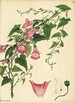 Henry Andrews Prints: Maurandya scandens
