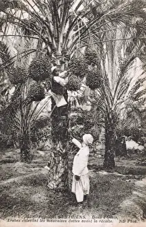 Removing Prints: Mauritania, Africa - Arabs remove bad dates from date palms
