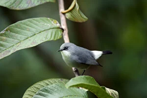 Images Dated 30th June 2011: Mauritius Grey White-eye Mascarene White-eye Grey White-eye