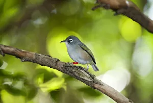 Images Dated 28th June 2011: Mauritius Olive White-eye