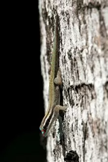 Images Dated 22nd June 2011: Mauritius ornate day gecko