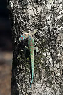 Images Dated 28th June 2011: Mauritius ornate day gecko