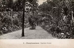 Images Dated 24th November 2017: Mauritius - Pamplemousses - Sagotrees Avenue