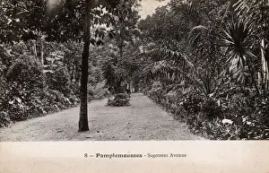 New Images July 2020 Prints: Mauritius - Pamplemousses - Sagotrees Avenue