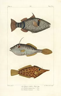 Mauritius Collection: Mauritius triggerfish, unicorn leatherjacket