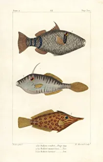 Germain Gallery: Mauritius triggerfish, unicorn leatherjacket