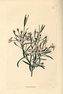 Mauve boronia, Boronia denticulata
