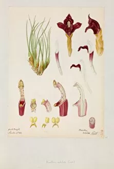 Bauer Gallery: Maxillaria subulata