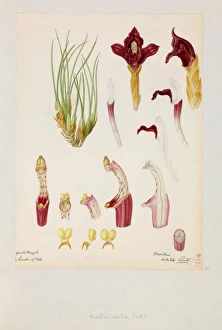 Images Dated 9th February 2015: Maxillaria subulata