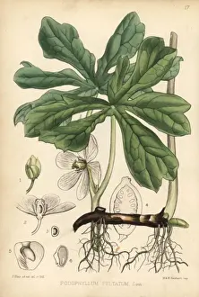 Medicinal Prints: May apple, mandrake or wild lemon, Podophyllum peltatum