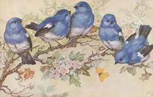 Blossom Collection: May Bowley Birds