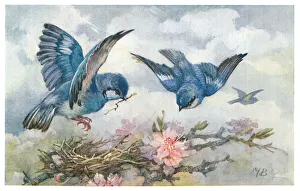 May Bowley Birds