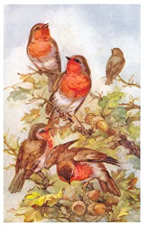 May Bowley Birds