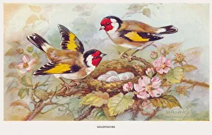 May Bowley Birds