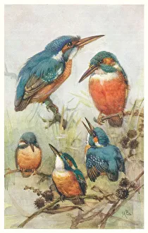 May Bowley Birds