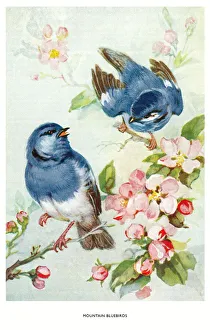 May Bowley Birds
