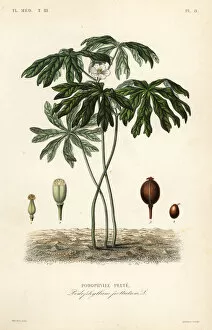 Maubert Gallery: Mayapple or American mandrake, Podophyllum peltatum