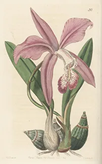 Shrub Prints: Mayflower orchid, Laelia speciosa