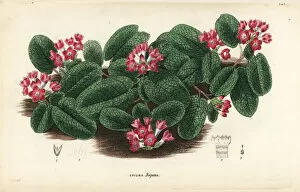 Mayflower Collection: Mayflower or trailing arbutus, Epigaea repens