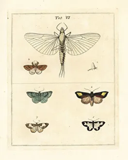 Diptera Prints: Mayfly magnified, with various moths