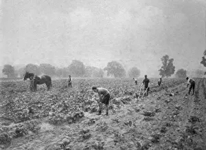 Tended Prints: Mayford School, Woking - Agricultural Training