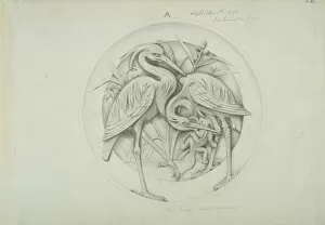 Antler Gallery: Mazama canepestris guaszuti