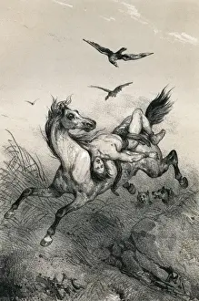 Mazeppa on Horse 17C