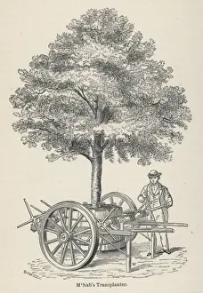 Transplanting Prints: McNabs tree transplanter, as used in Edinburgh