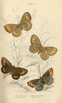 Meadow Brown Butterflies