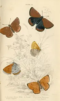 Meadow Brown Butterflies