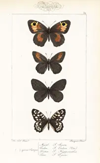 Speckled Prints: Meadow brown, eudore variety, ringlet and speckled wood