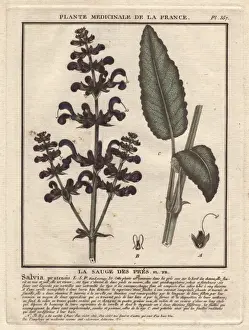 Sage Prints: Meadow clary or meadow sage, Salvia pratensis
