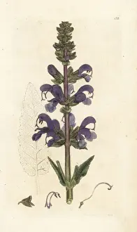 Salvia Prints: Meadow clary, Salvia pratensis
