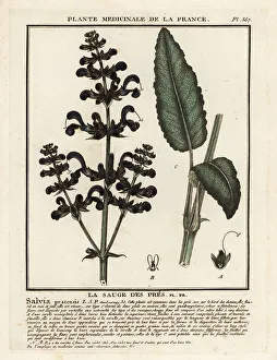 Spice Prints: Meadow clary, Salvia pratensis