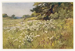 Clump Prints: Meadow with Daisies