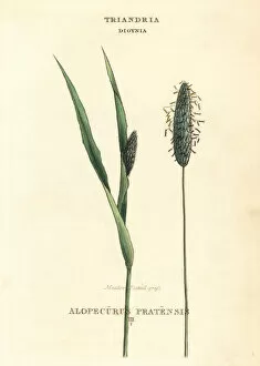 Classes Collection: Meadow foxtail grass, Alopecurus pratensis