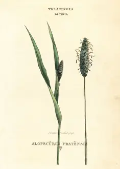 Meadow Prints: Meadow foxtail grass, Alopecurus pratensis