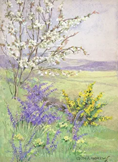Andrews Gallery: Meadow - Gardens